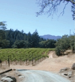 Arns Winery and Vineyards
