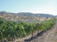 Eden Canyon Vineyards wine